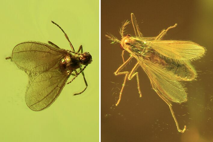 Detailed Fossil Flies (Chironomidae & Cecidomyiidae) In Baltic Amber #102782